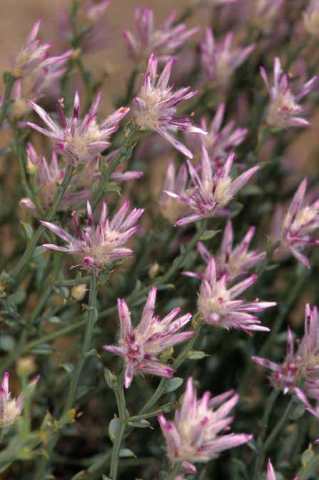 Amaranthaceae Flora 5