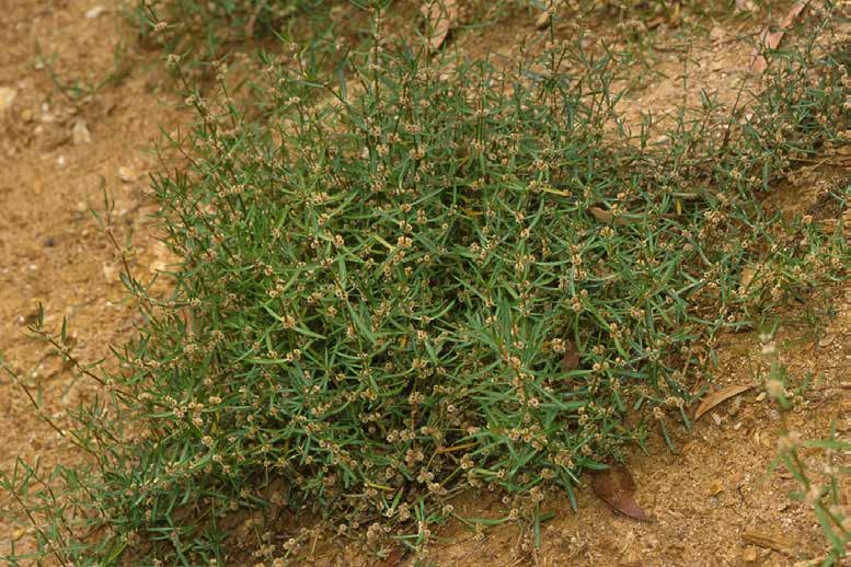 Amaranthaceae Flora 5