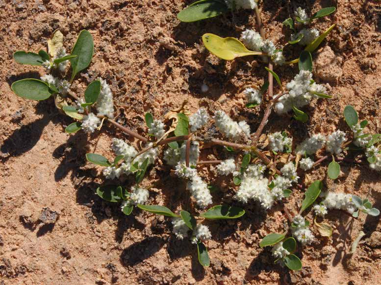 Amaranthaceae Flora 5