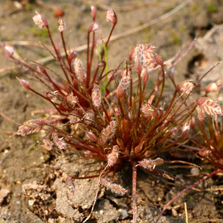 Centrolepidaceae Flora 5