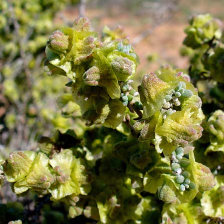 Chenopodiaceae Flora 5