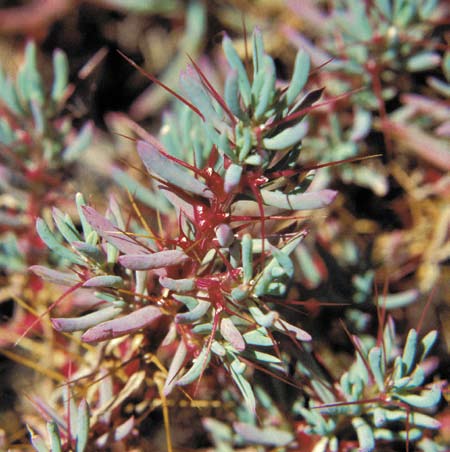 Chenopodiaceae Flora 5 Chenopodiaceae Flora 5