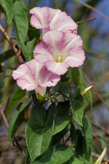 Convolvulaceae Flora 5