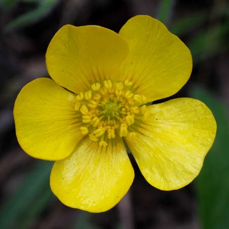 Ranunculaceae Flora 5