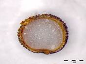 Embryo Chart Image