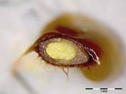 Embryo Chart Image