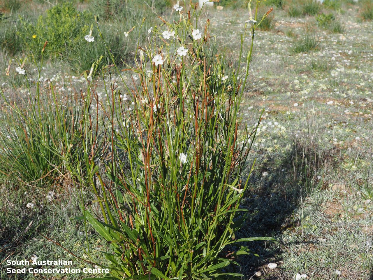 Seeds of South Australia