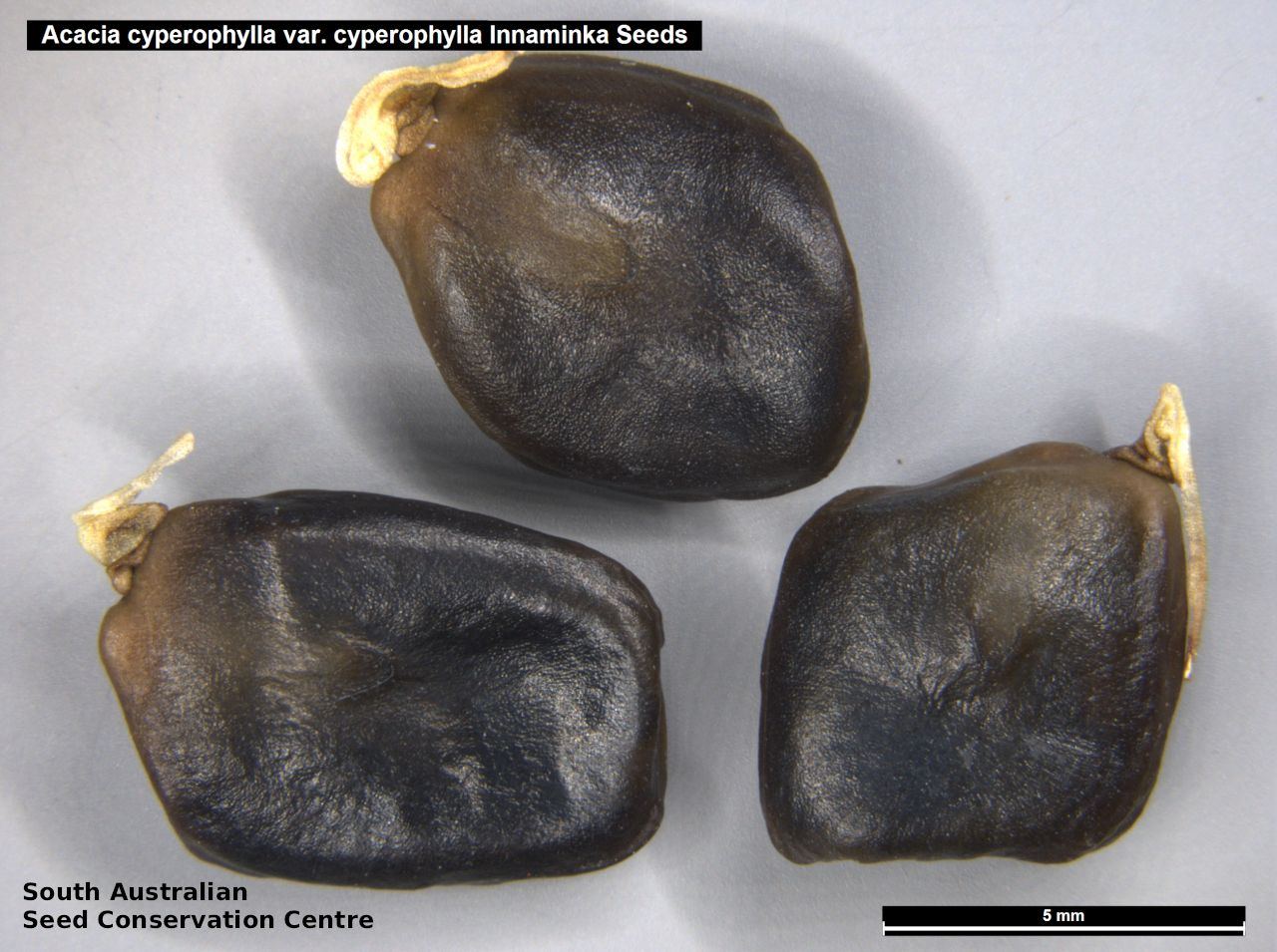 Seeds of South Australia - Species Information