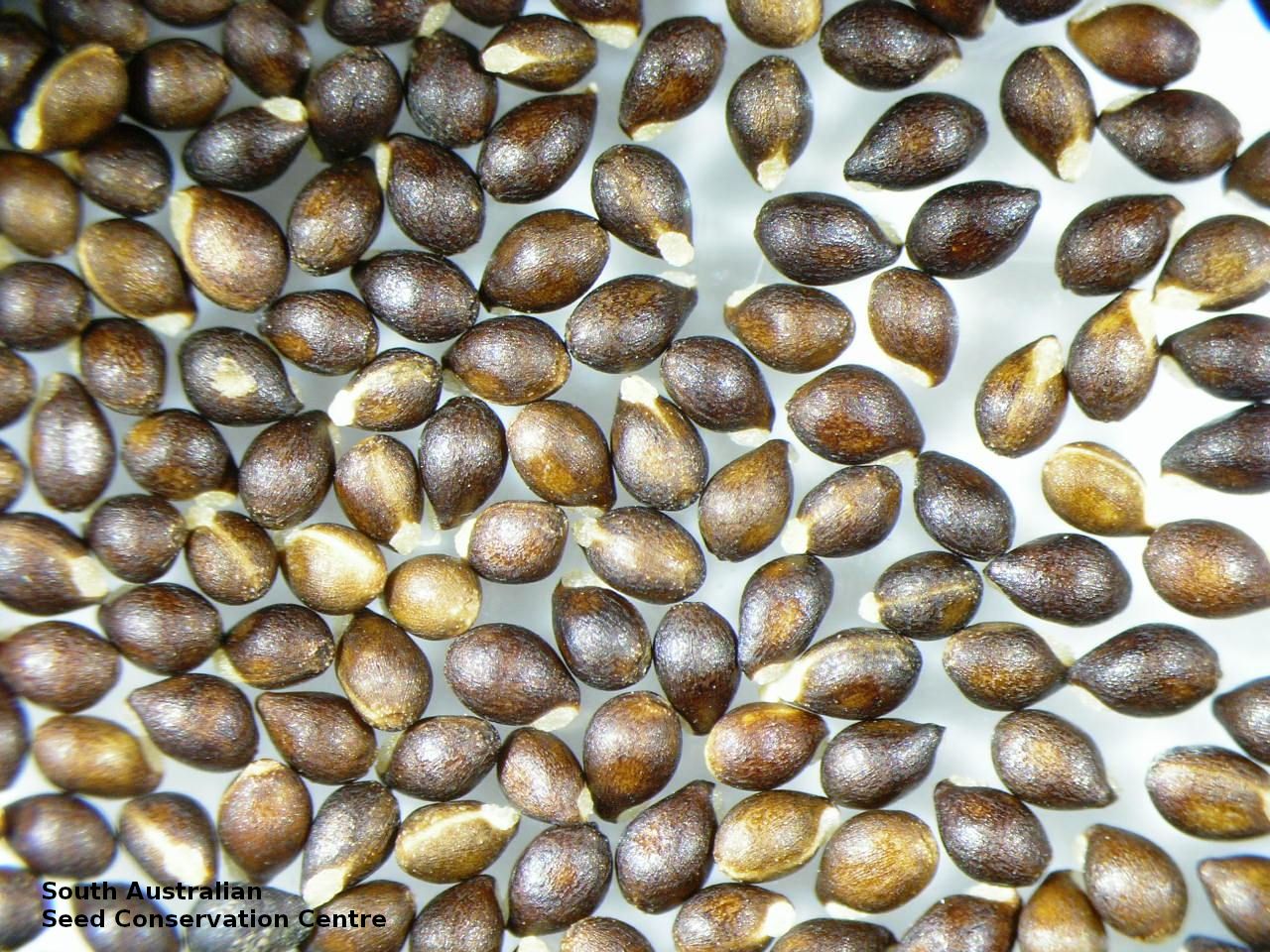 Seeds Of South Australia Species Information Photographic Images 10