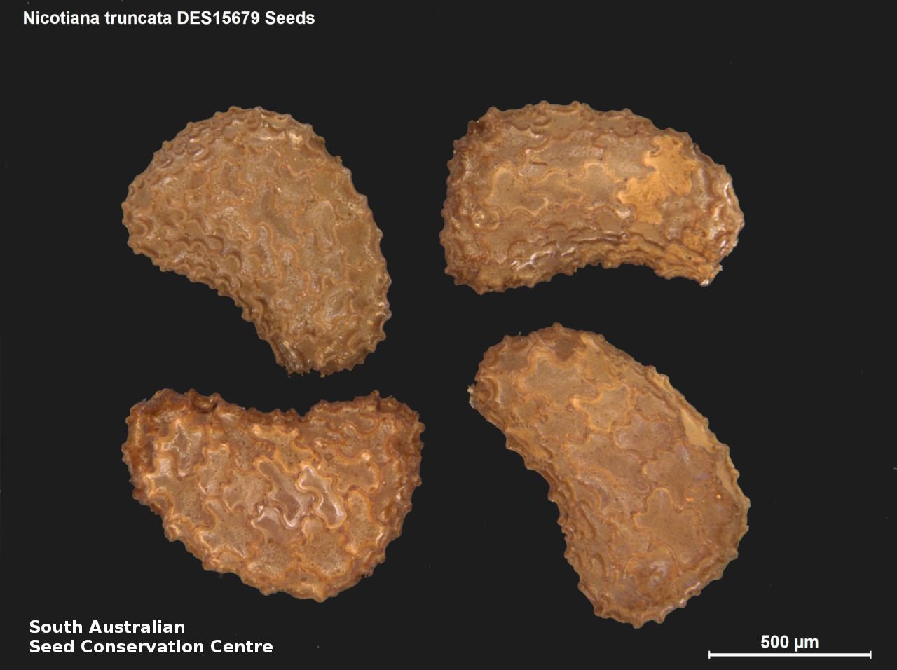 Seeds of South Australia