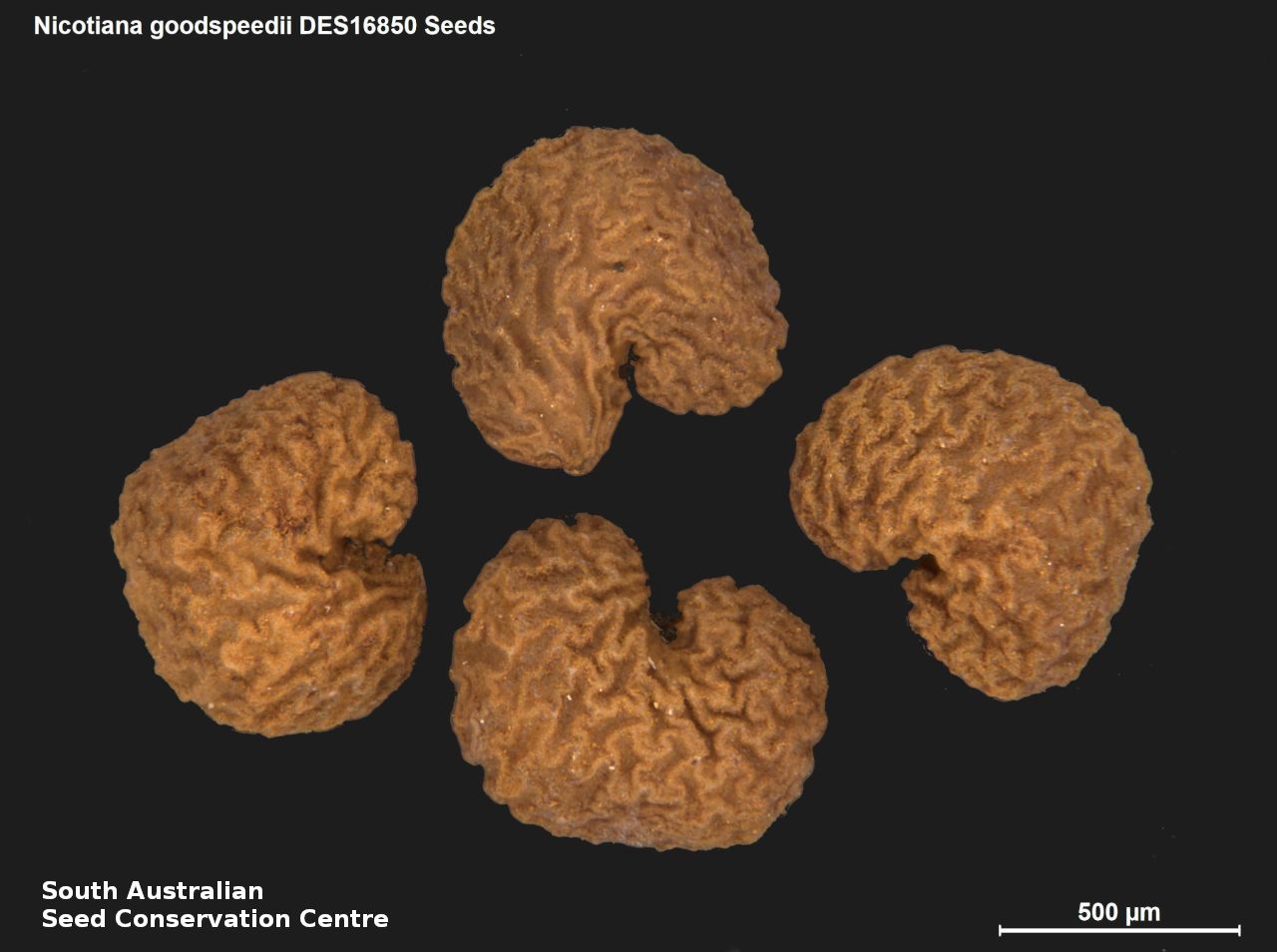 Seeds of South Australia