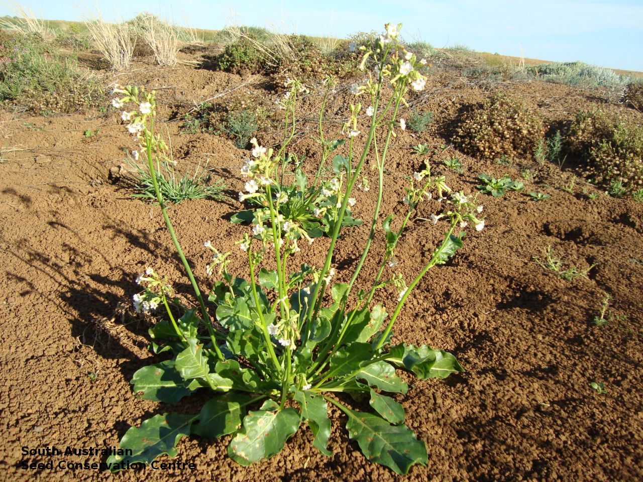 tobacco seeds australia Seeds of South Australia